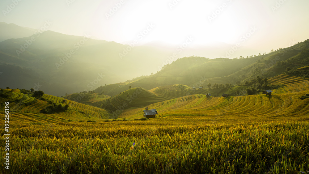 Landscape rice field Vietnam