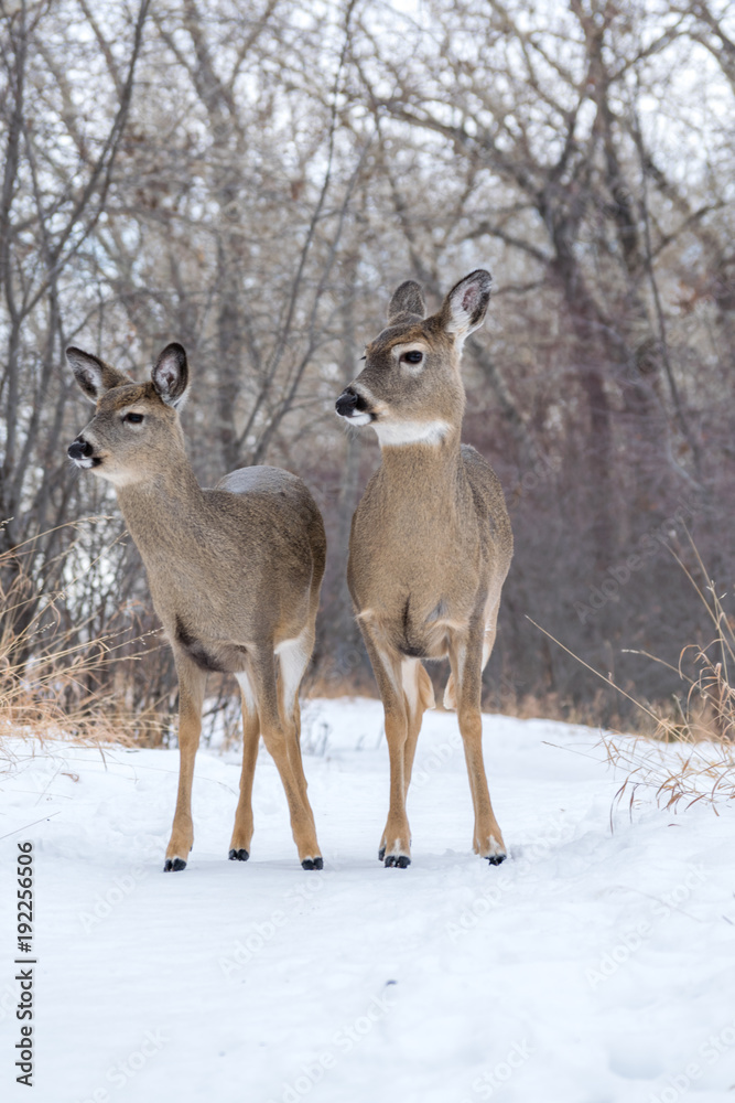 White tail deer mother and baby calf White tail deer mother and baby calf