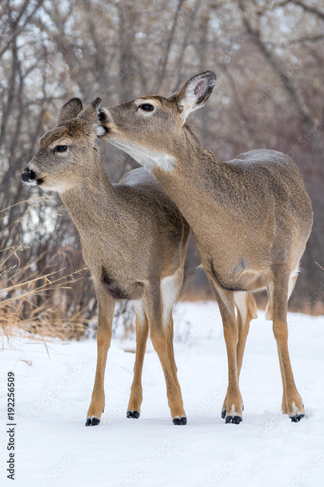 Mother licking baby white tail deer calf Mother licking baby white tail deer calf