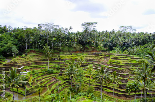 Tegalalang Rice Terraces - Bali - Indonesia