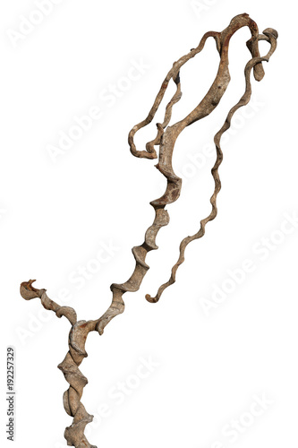 Twisted vine isolated on white background. Clipping path