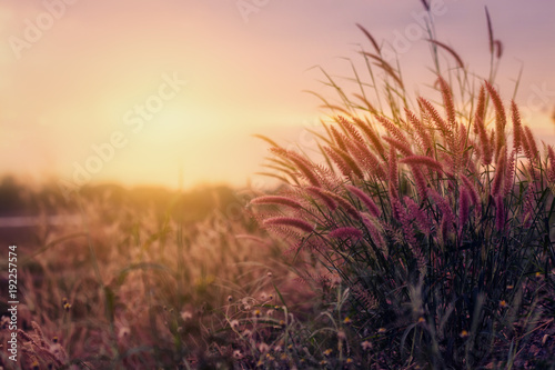 Peaceful nature morning scenery mist autumn background. Summer twilight countryside morning spring