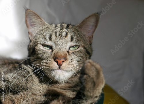 Porträt einer Tabby-Katze mit erhobener Pfote © Dietlinde DuPlessis
