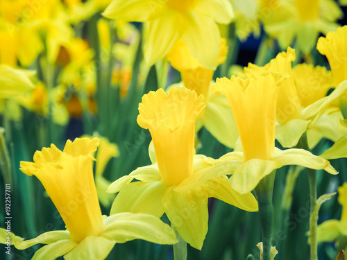 Fototapeta Naklejka Na Ścianę i Meble -  Beautiful yellow Daffodil blossoming in the garden. Close up. 