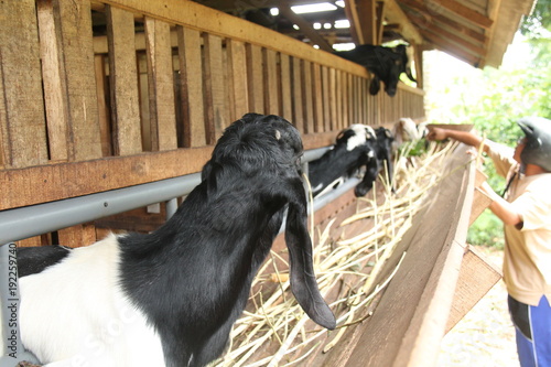 photos of goats up close © jambronk