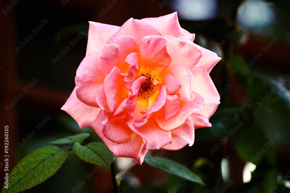 The Roses for Valentine's Day and lover The Roses for Valentine's Day and lover