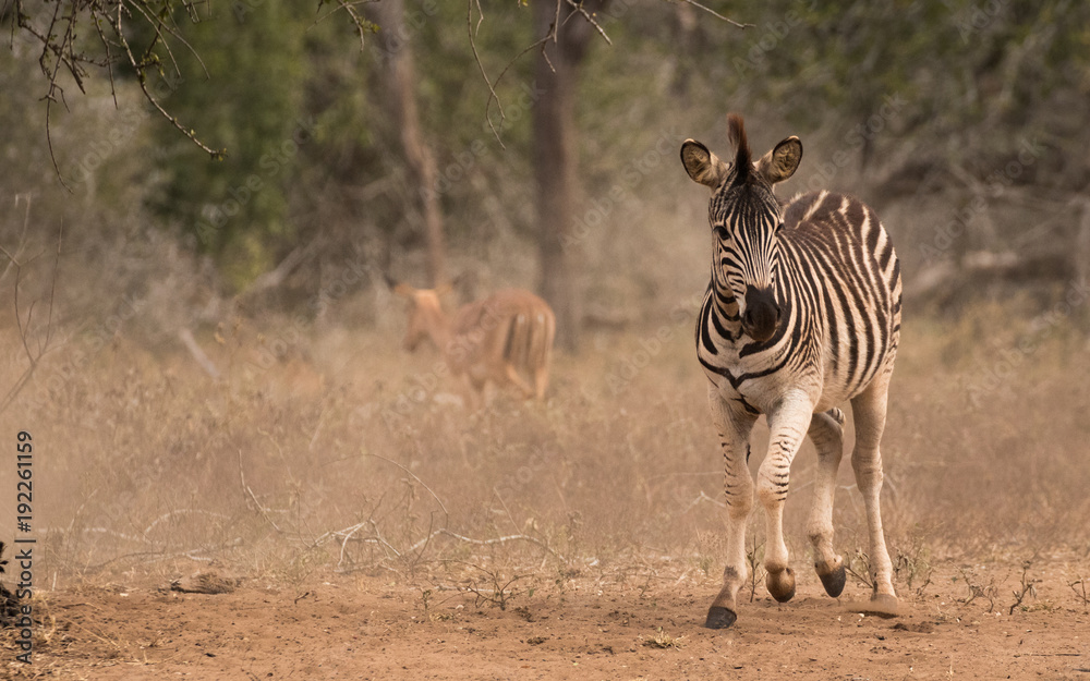 Naklejka premium zebra