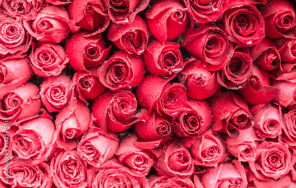 Fototapeta premium Natural roses background