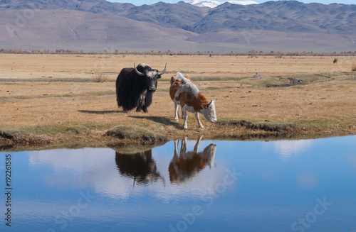 Black yak photo