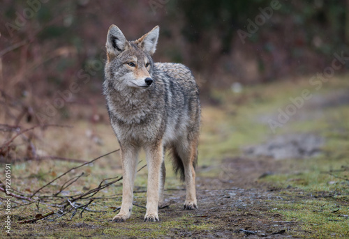 Fototapeta pies natura zwierzę