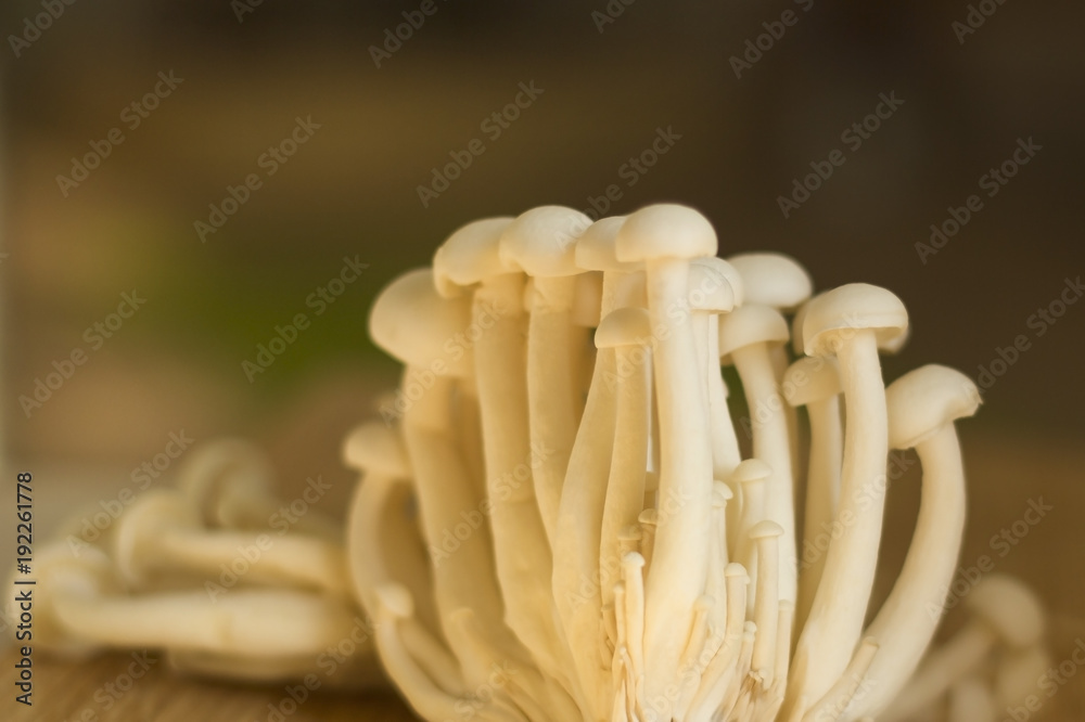 Oriental Shimeji mushrooms closeup in warm light before cooking Oriental Shimeji mushrooms closeup in warm light before cooking