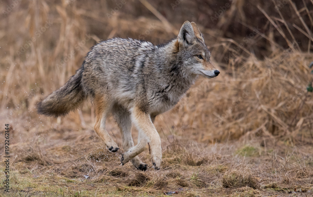 Obraz premium Coyote