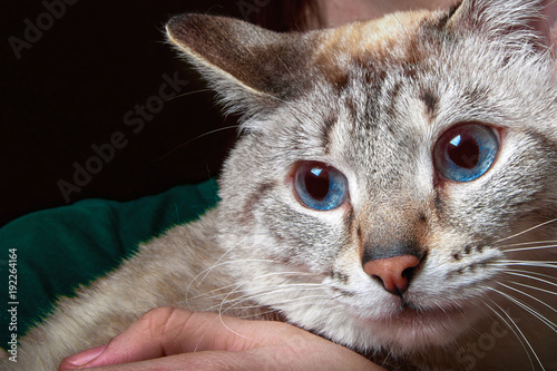 Portrait siamese cat with blue eyes sitting on his hands. Looks down from above.