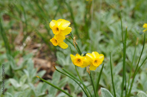 Fototapeta Naklejka Na Ścianę i Meble -  Narcissus yellow plant daffodil or daffadowndilly or narcissus or jonquil yellow flowers with green