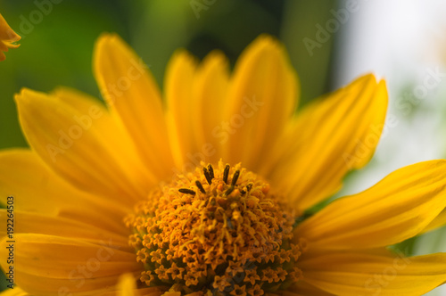 bouquet of bright yellow flowers Heliopsis helianthoides © Wingedbull