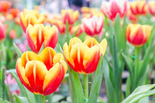 Tulip flower. Beautiful tulips in tulip field with green leaf background at winter or spring day. broken tulip.