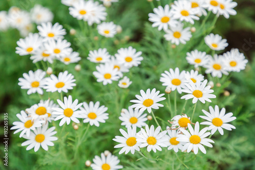 Beautiful flower and green leaf background in flower garden at sunny summer or spring day. flower for postcard beauty decoration and agriculture concept design. White daisy flower.