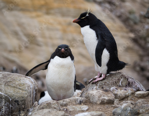 A Climbing Rockhopper Penguin climbing up a rocky path in the Falkland Islands.