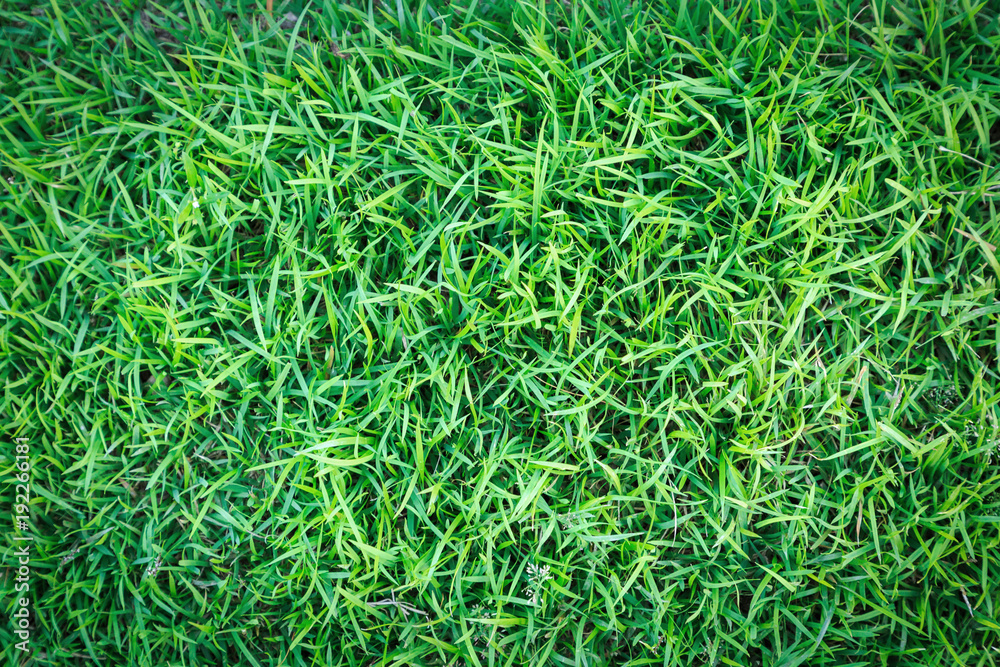 Grass texture or grass background. green grass for golf course, soccer field or sports background concept design. Natural green grass. Grass texture or grass background. green grass for golf course, soccer field or sports background concept design. Natural green grass.
