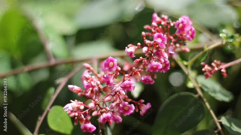 Close up of Star fruit flower, Small Pink flower. Close up of Star fruit flower, Small Pink flower.