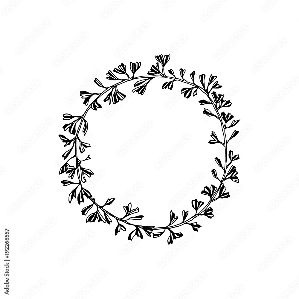 Hand drawn ginkgo Hand drawn ginkgo