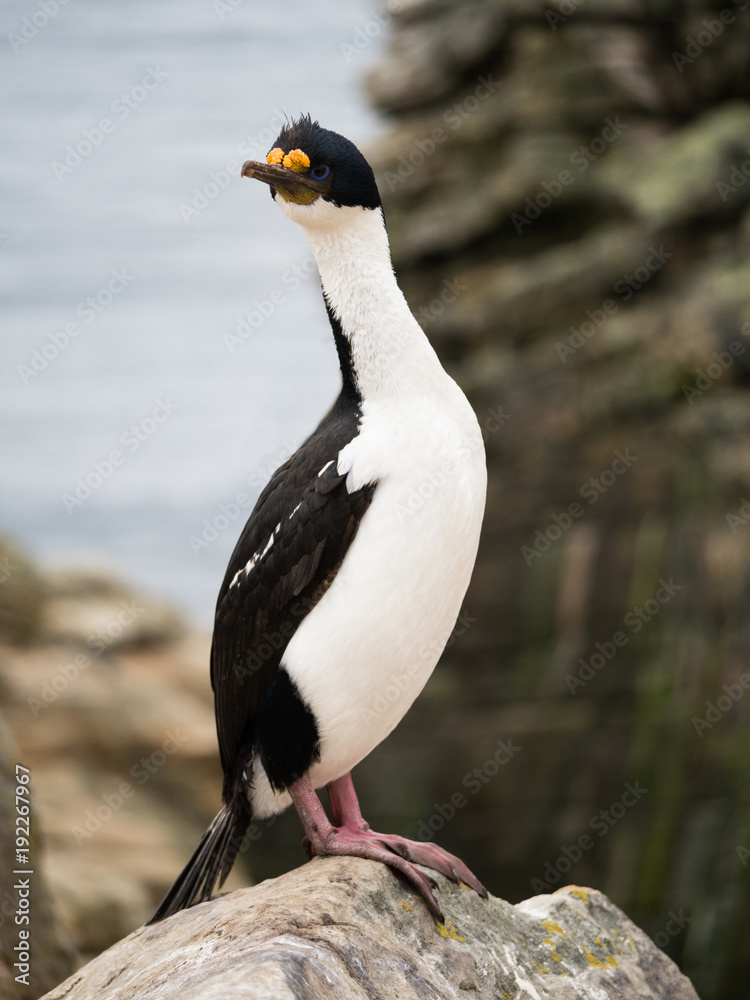 Fototapeta premium Close up of a blue eyed cormorant, blue eyed shag or imperial shag standing on a rock on the edge of a cliff. Photographed with shallow depth of field.