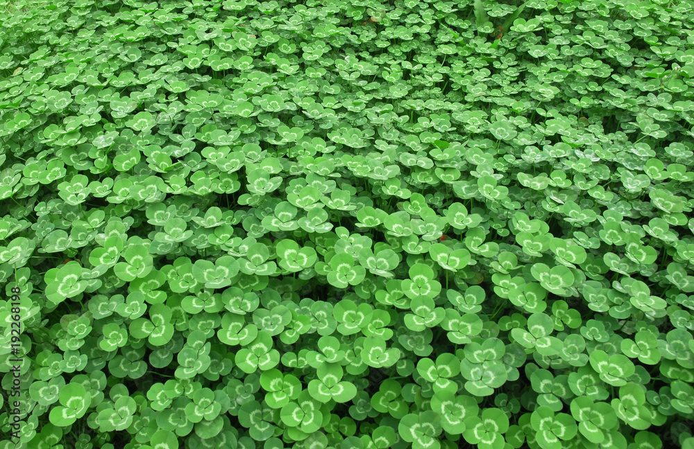green clover leaves as nature background