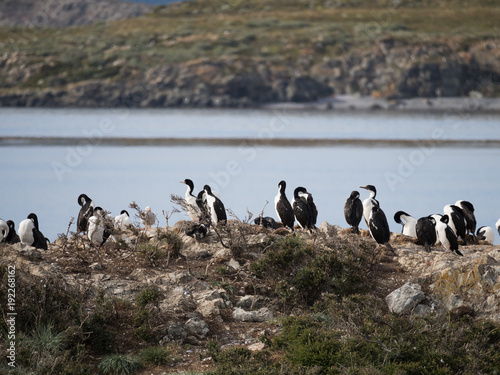 Blue-Eyed Cormorants, blue eyed shags or imperial shags on rocky terrain along the Beagle Channel in Argentina. 