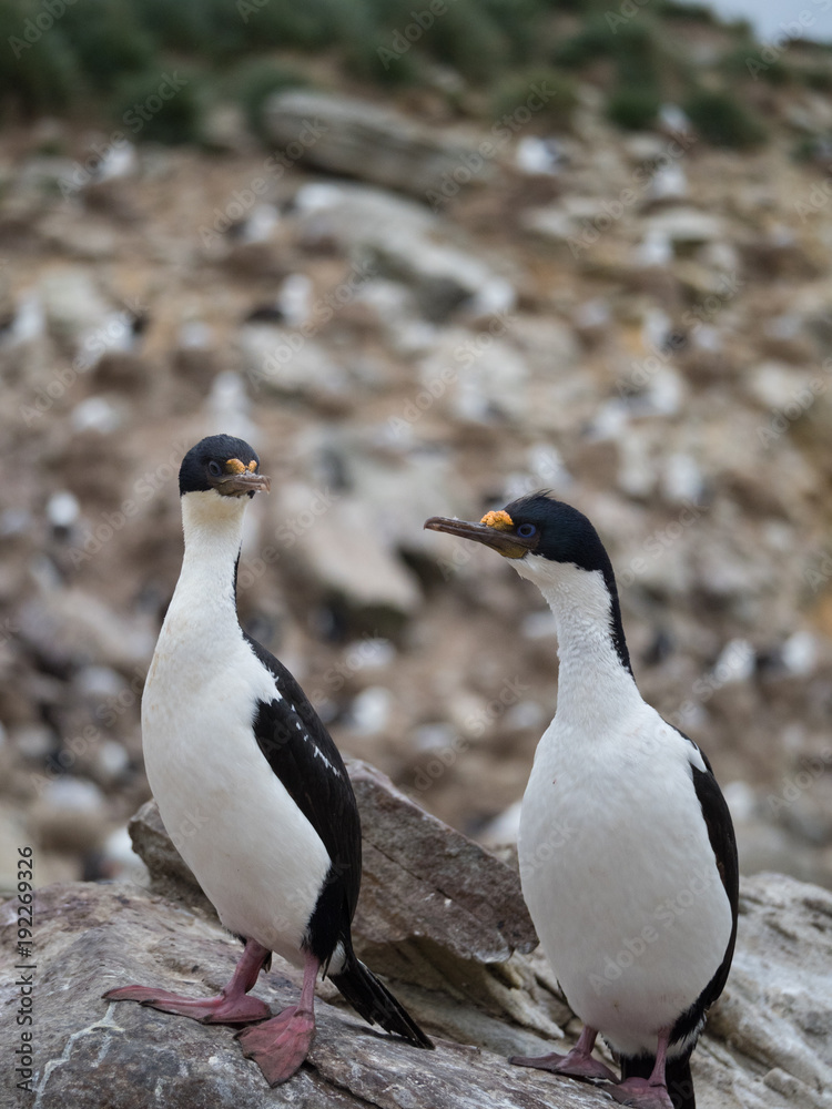 Naklejka premium Close Up of Two Imperial Shags standing side by side. Photographed with a shallow depth of field.