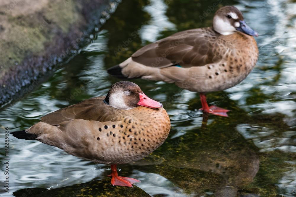 A pair of red shoveler ducks standing in shallow water A pair of red shoveler ducks standing in shallow water