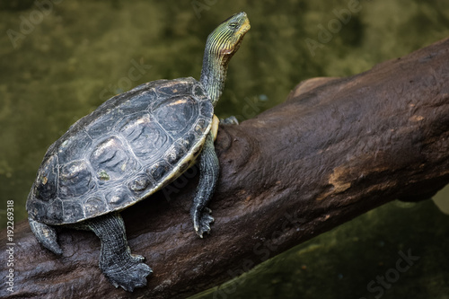 A river turtle sitting on a log above water