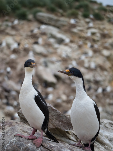 Close Up of Two Imperial Shags standing side by side. Photographed with a shallow depth of field.