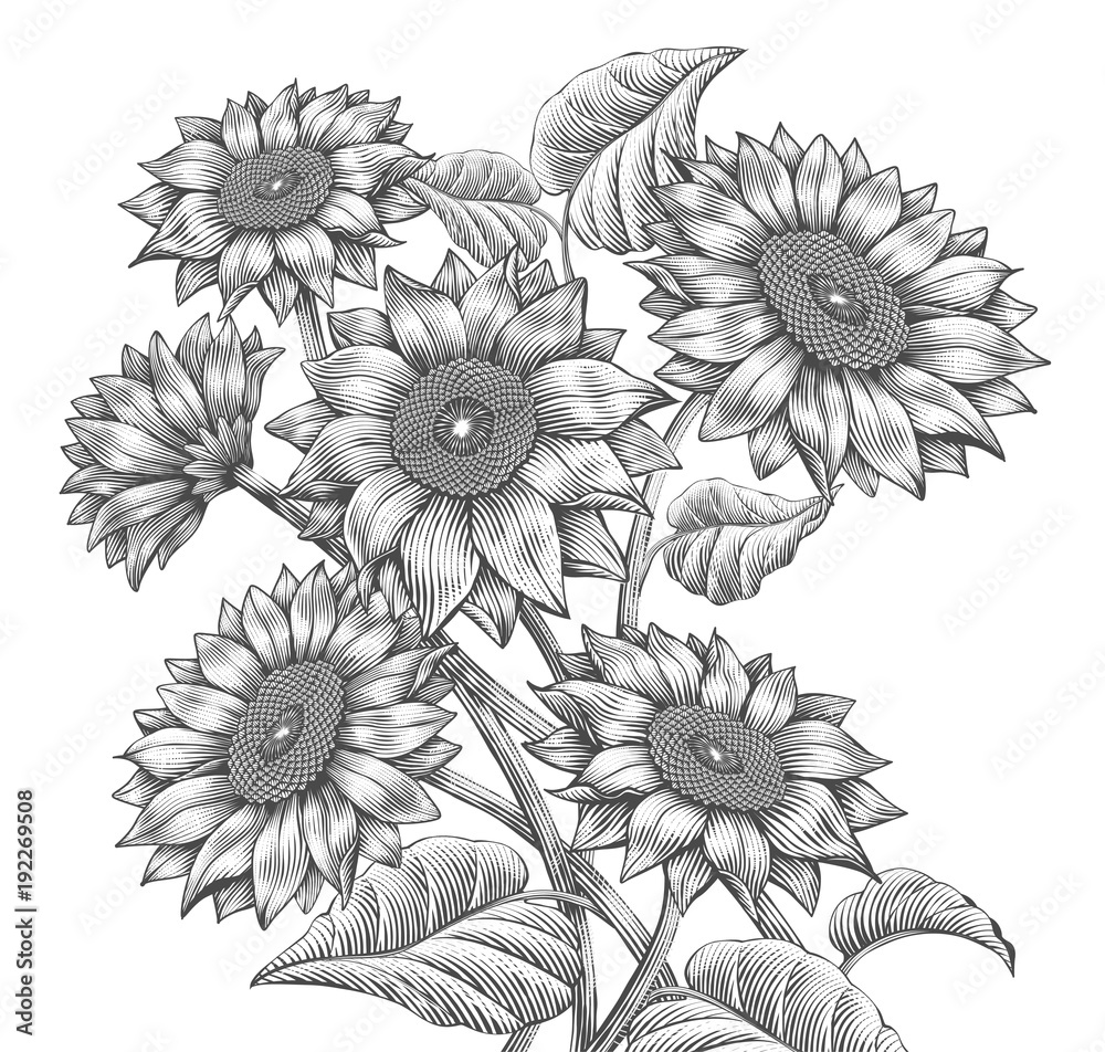Retro Sunflower elements Retro Sunflower elements