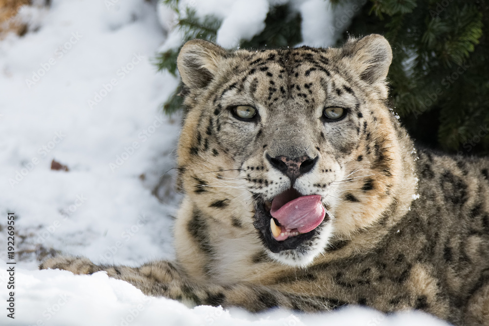 Snow leopard sitting in snow while cleaning itself Snow leopard sitting in snow while cleaning itself