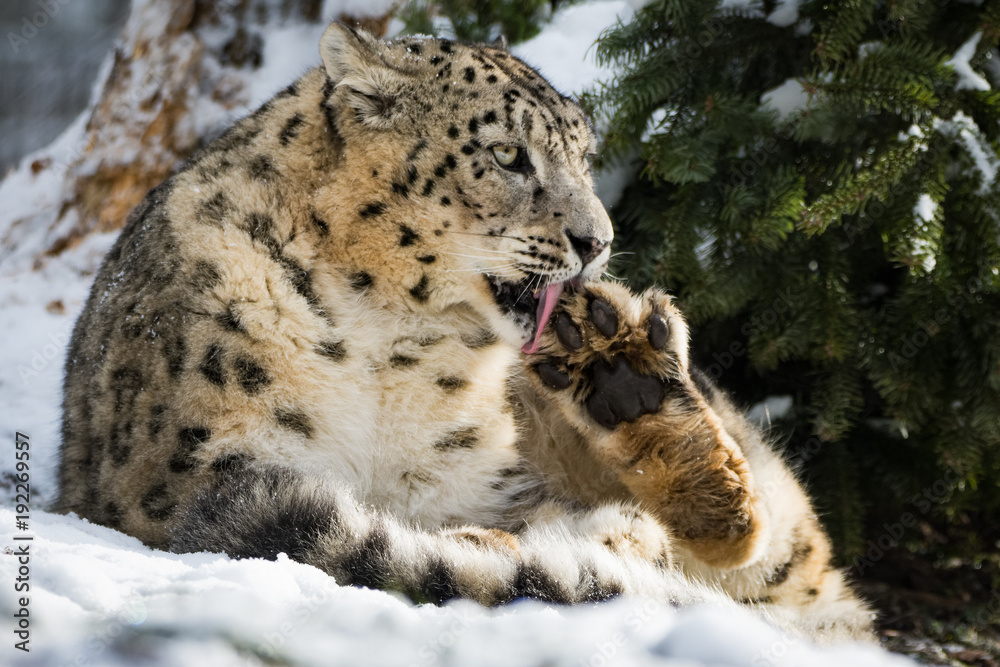Fototapeta premium Snow leopard sitting in snow while cleaning itself