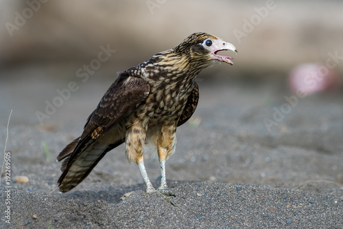 Crested Caracara on the riverbank of the Tarcoles River in Costa Rica