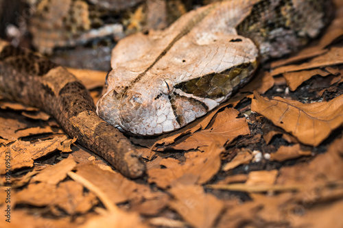 Gaboon viper laying on dead leaves while waiting for prey