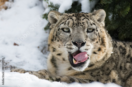 Snow leopard sitting in snow while cleaning itself