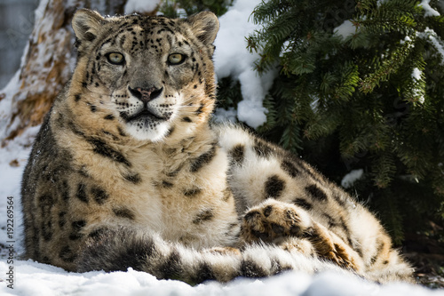 Snow leopard sitting in snow while cleaning itself