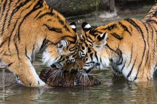 Two Siberian tiger siblings bumping their heads while standing in water