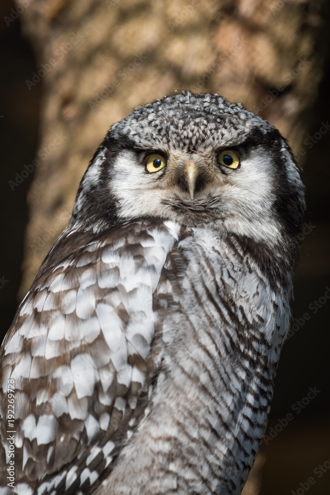 Fototapeta premium Portrait of a northern hawk owl