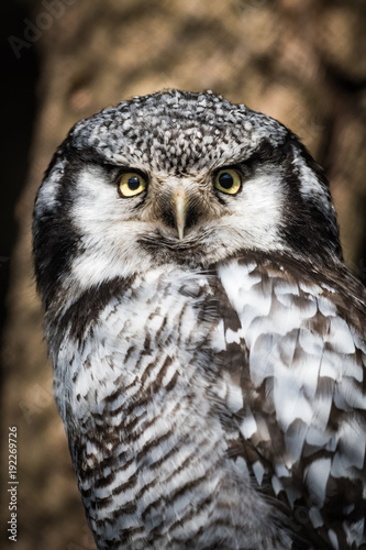 Portrait of a northern hawk owl