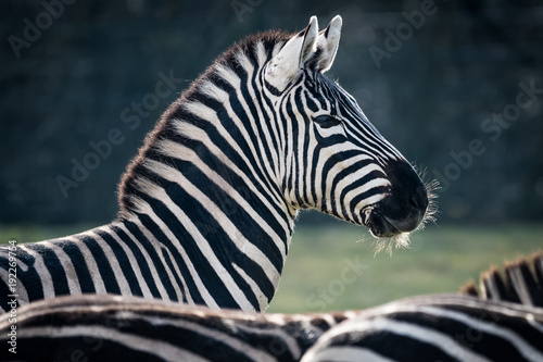 Portrait of a male Zebra