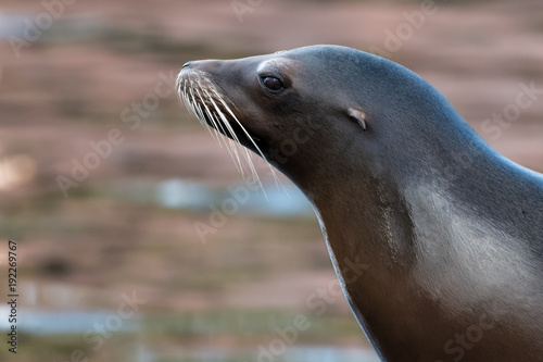 Portrait of a sea lion