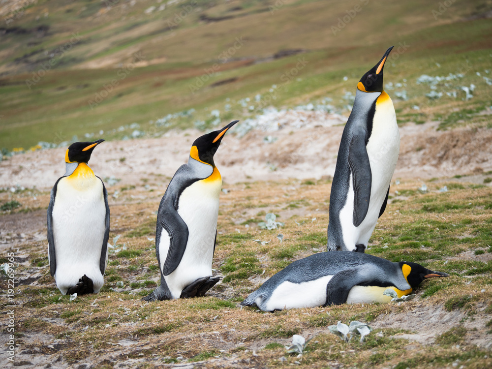 Fototapeta premium Four King Penguins with three standing and on laying on it stomach.
