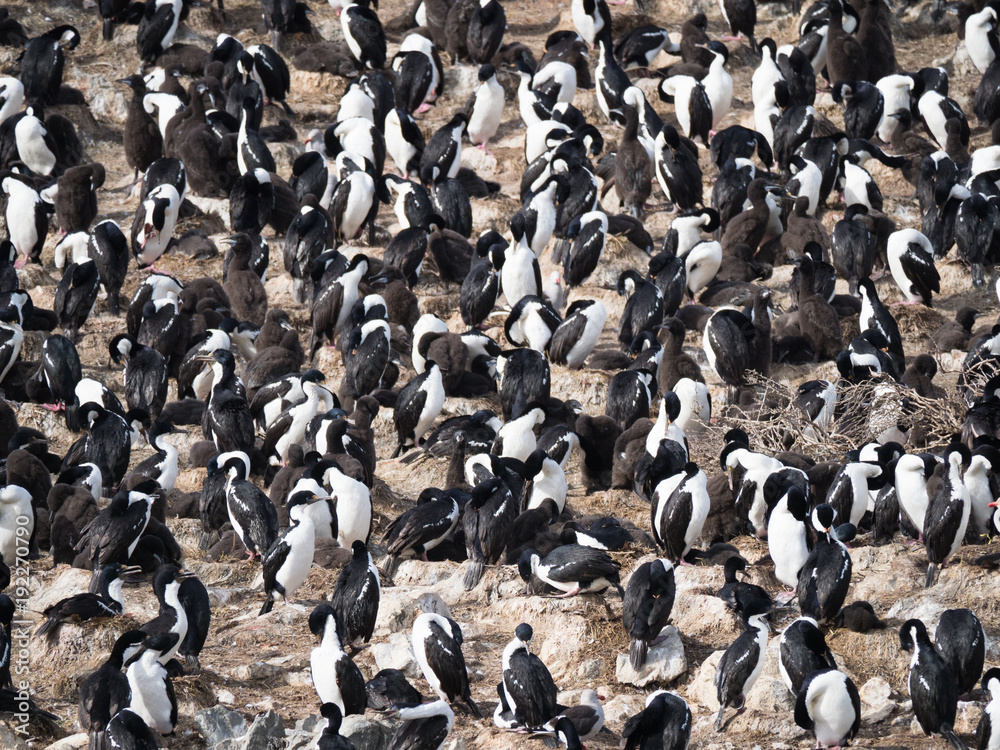Fototapeta premium Large Group of Blue Eyed Cormorants in a colony with adult birds and fluffy black chicks.