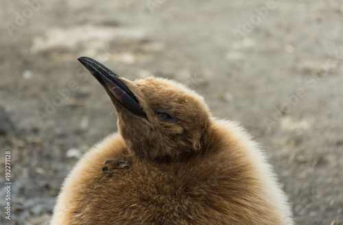 Oakum Boy or Juvenile King Penguin with Brown Downy Feathers Looking Up at Camera