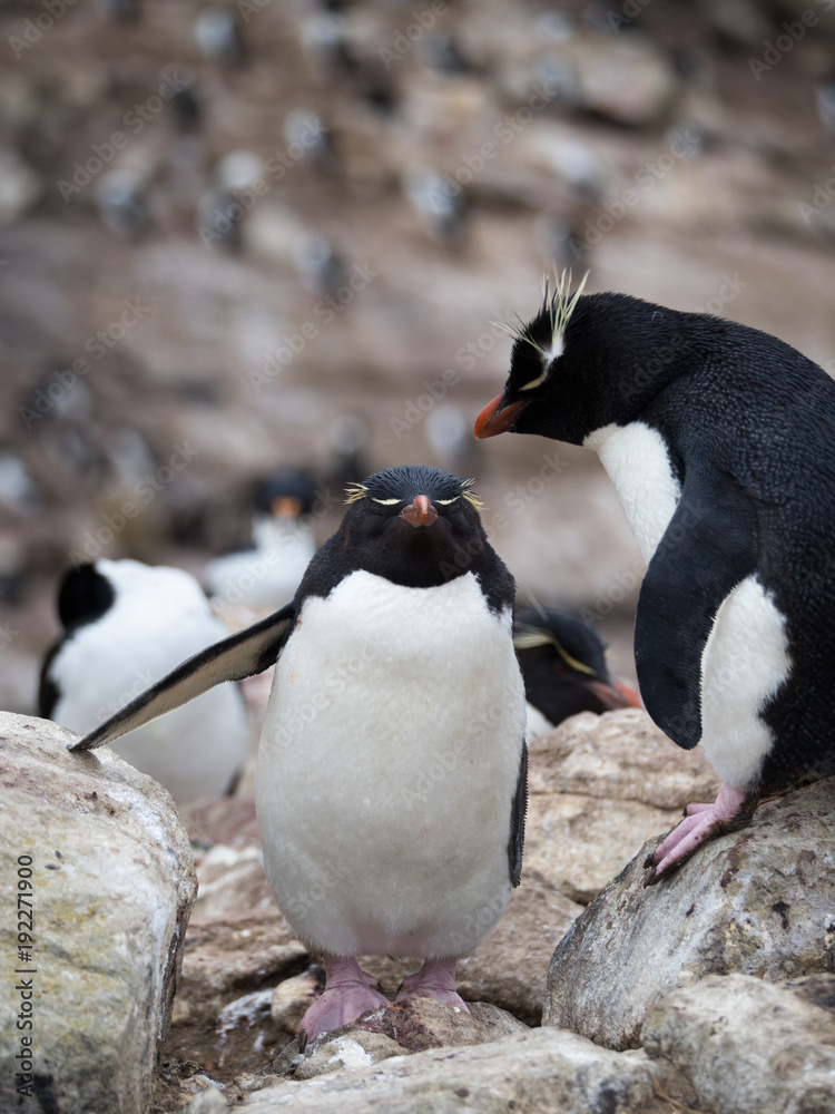 Fototapeta premium Rockhopper Penguin Standing Above Another Penguin. Both are standing on rocks.