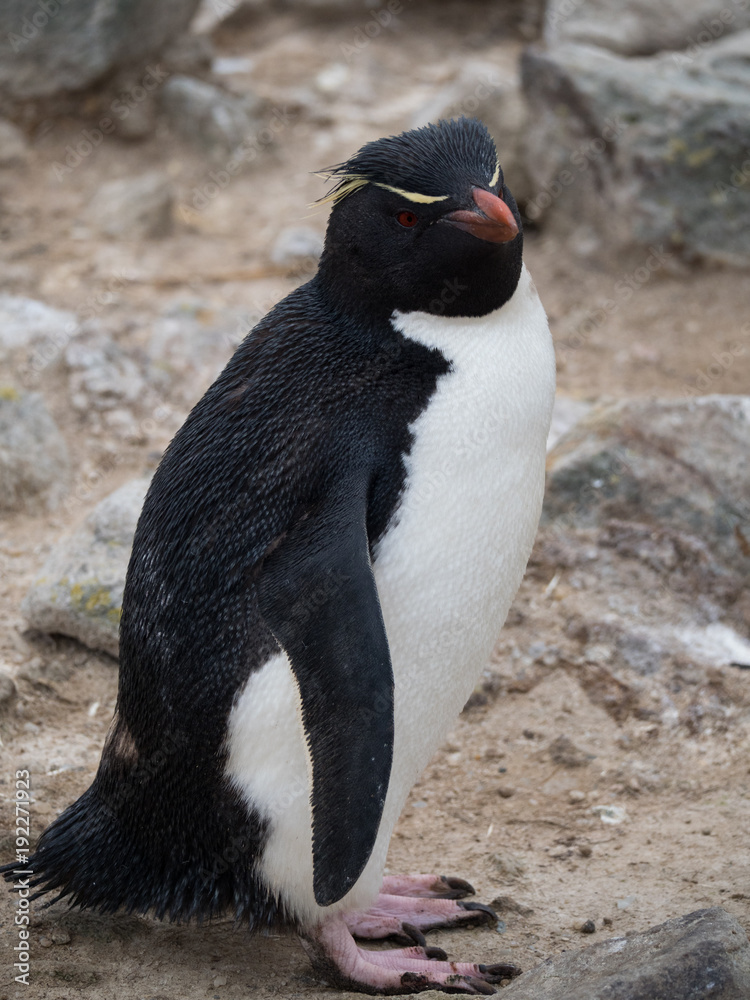 Naklejka premium Rockhopper Penguin standing on a flat rock looking toward the camera. 