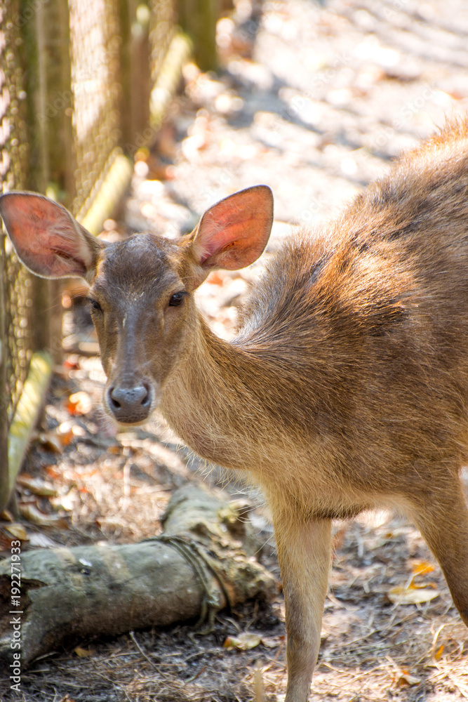 Fototapeta premium The image of red deer on a natural background.
